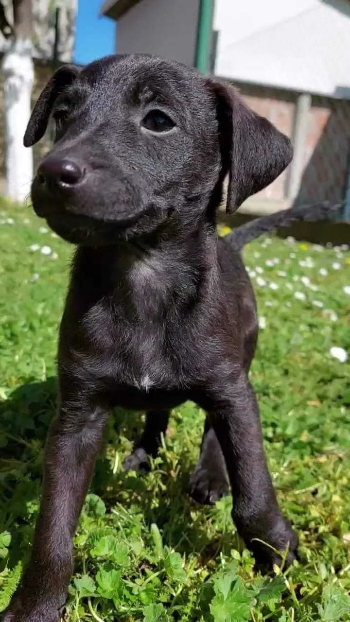 Maslačak, Mixed Breed (Feniks)