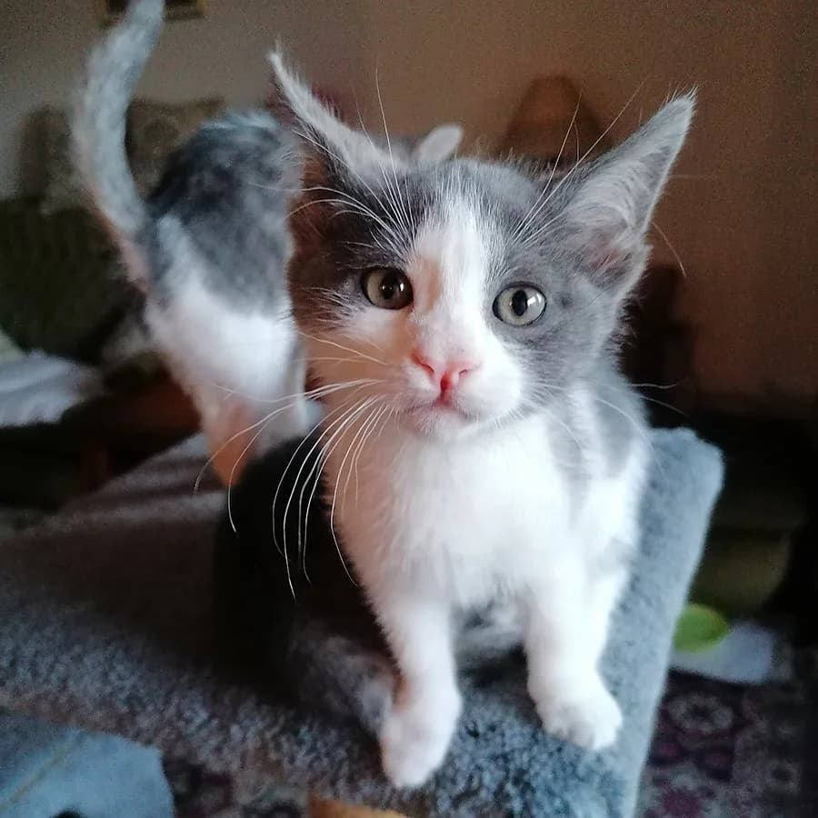 Slatkiši, Mixed Breed (Feniks)