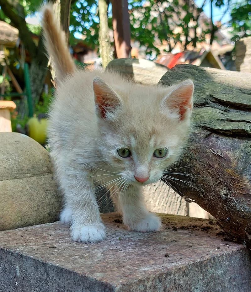 Tri dečaka, Mixed Breed (Feniks)