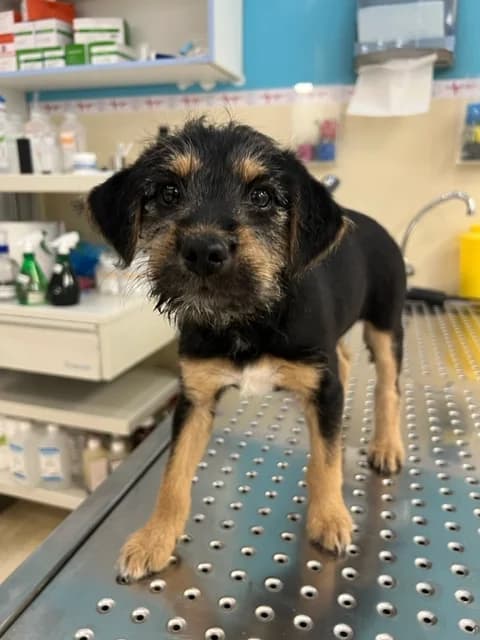 Oli, Mixed Breed (Feniks)