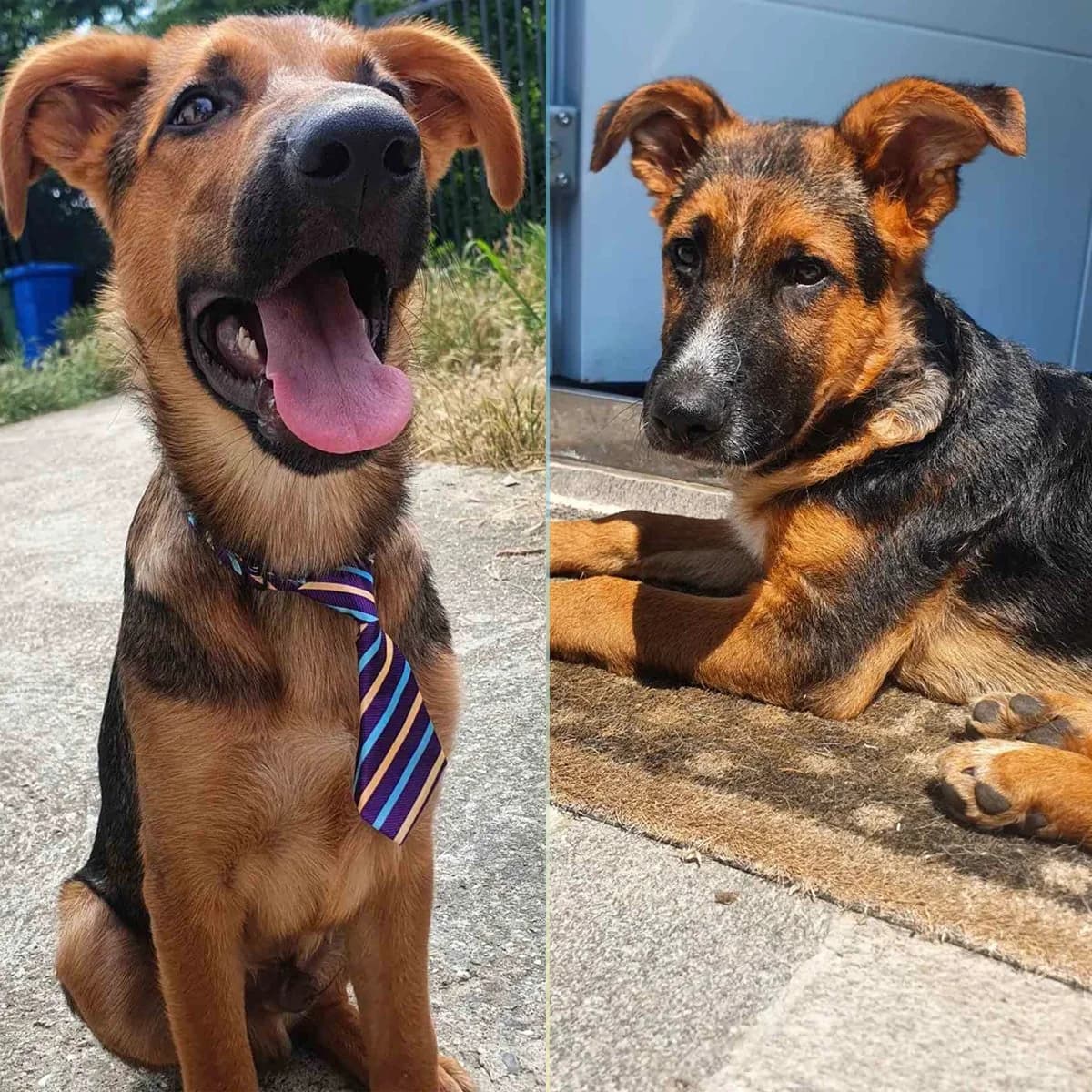 Duško i Uško, Mixed Breed (Feniks)