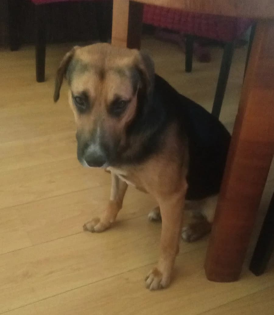 Todi, Mixed Breed (Feniks)