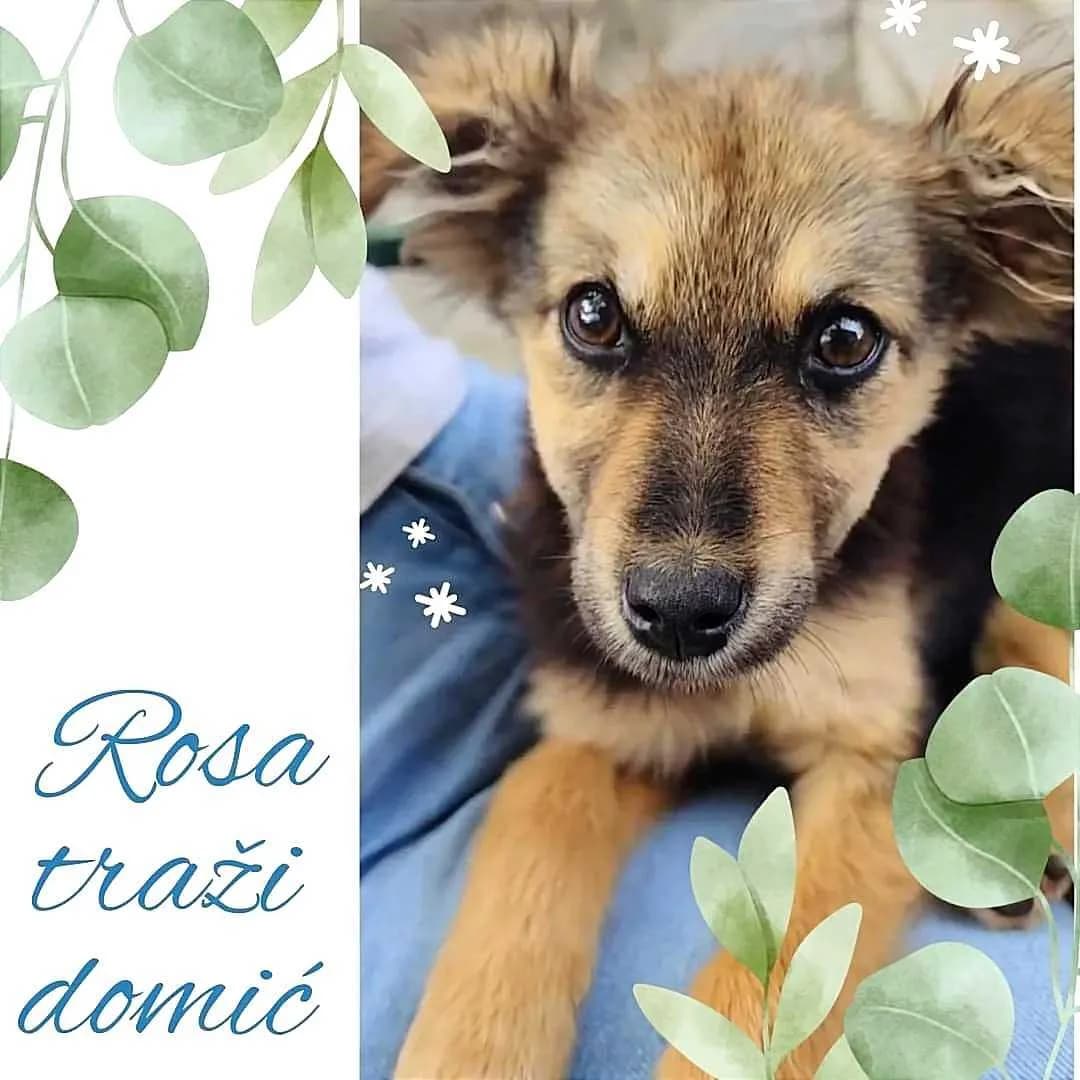 Rosa, Mixed Breed (Feniks)