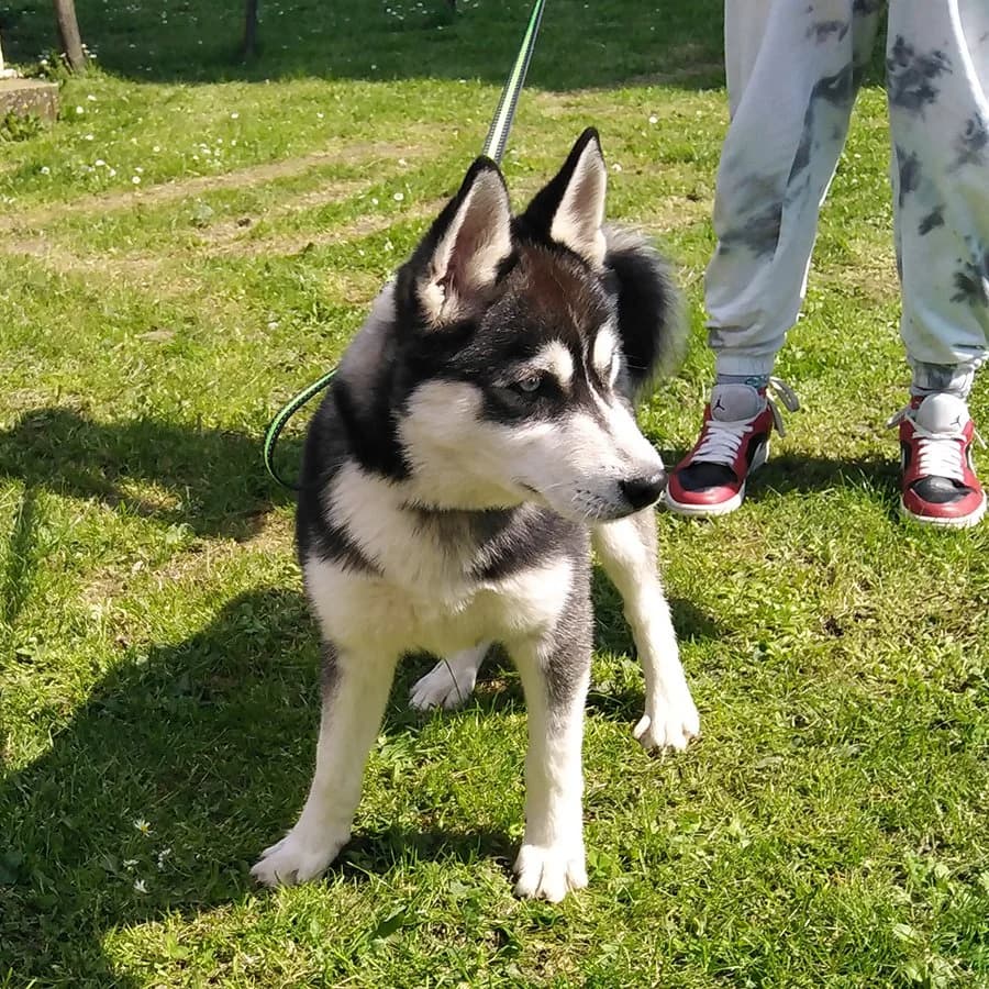 Ćira, Mixed Breed (Feniks)