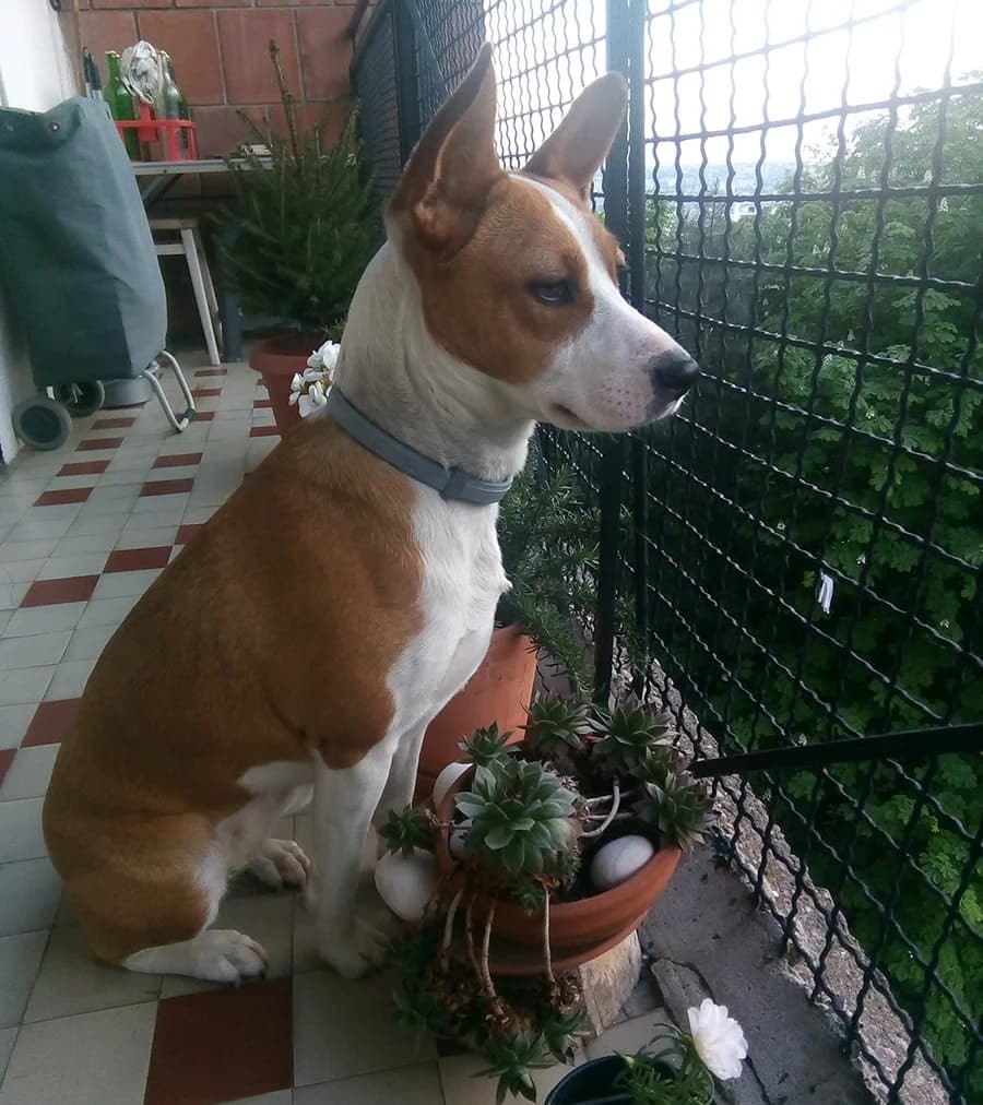 Milka, Mixed Breed (Feniks)