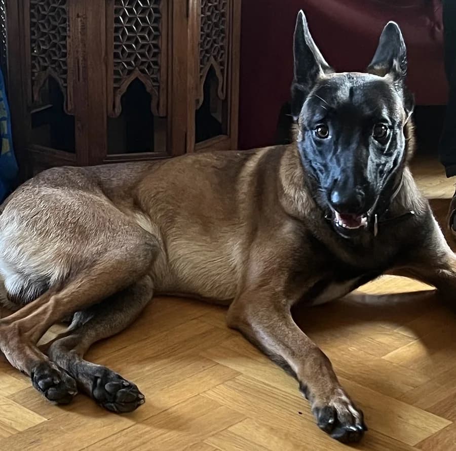 Enco, Mixed Breed (Feniks)