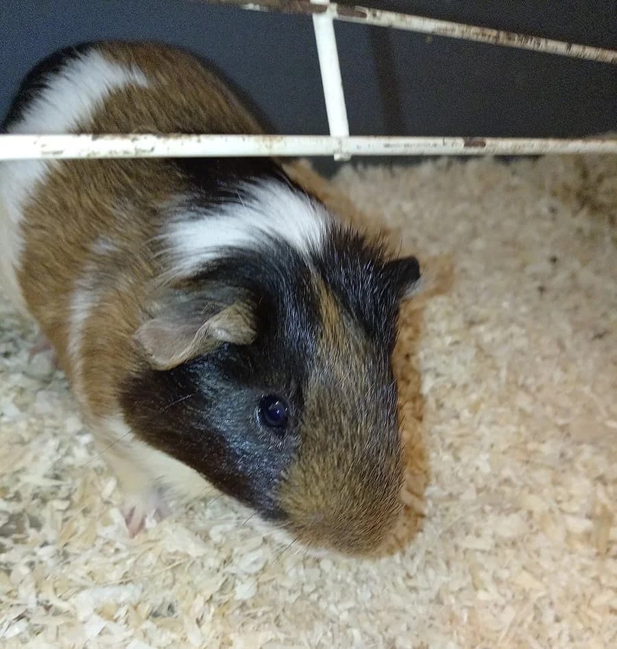 Džeri, Mixed Breed (Feniks)