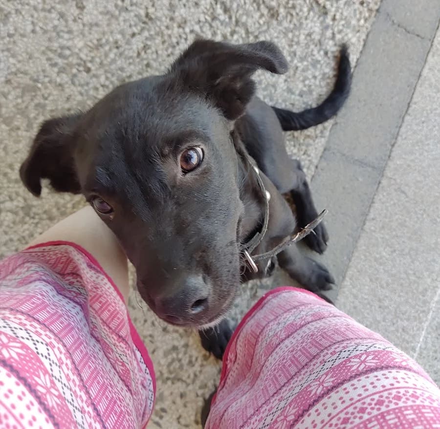 Kosmo, Mixed Breed (Feniks)