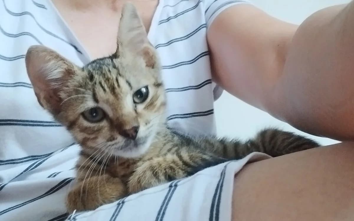 Panta, Mixed Breed (Feniks)