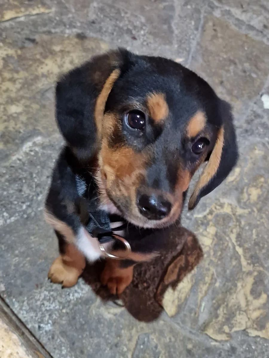 Laki, Mixed Breed (Feniks)