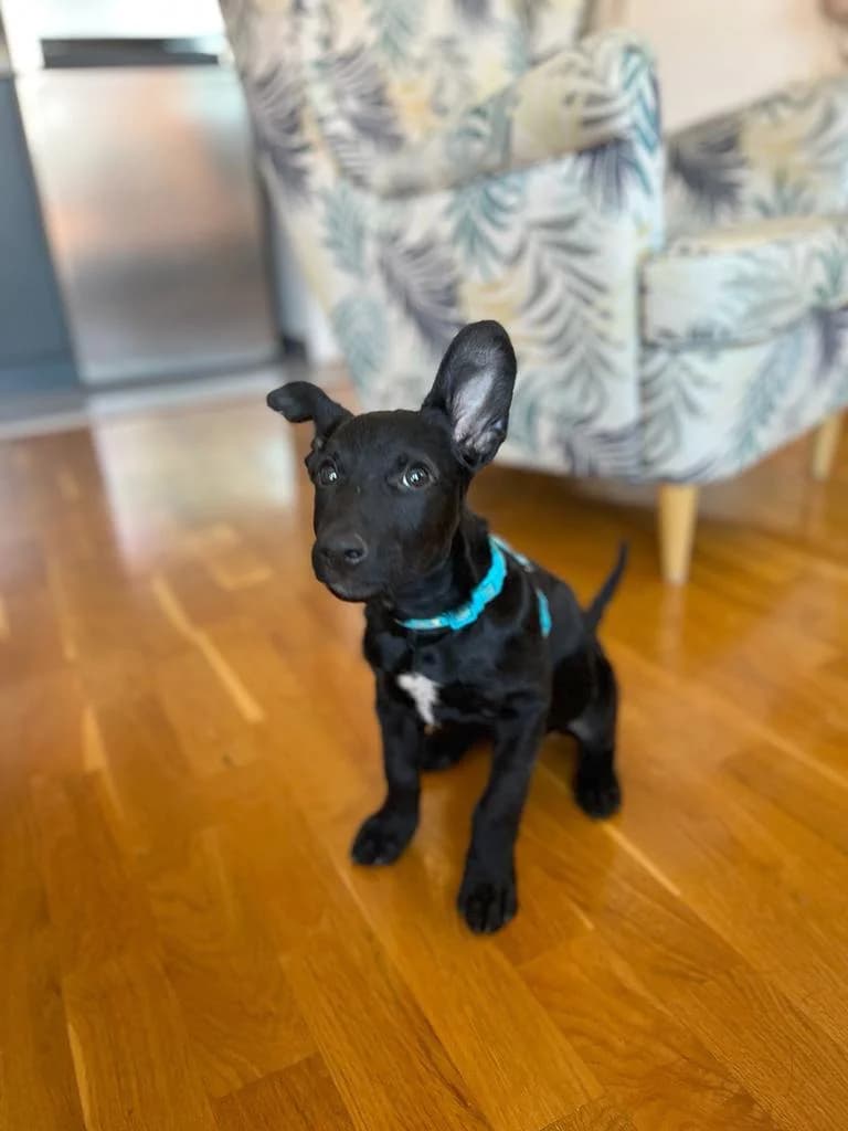 Žika, Mixed Breed (Feniks)