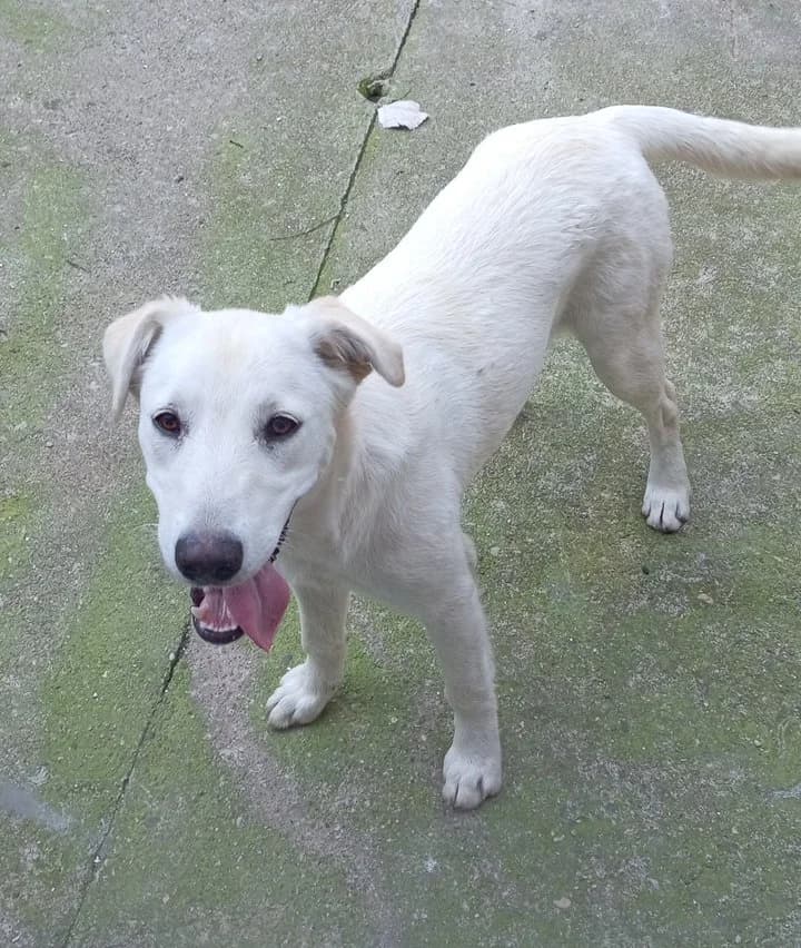 Lara, Mixed Breed (Feniks)