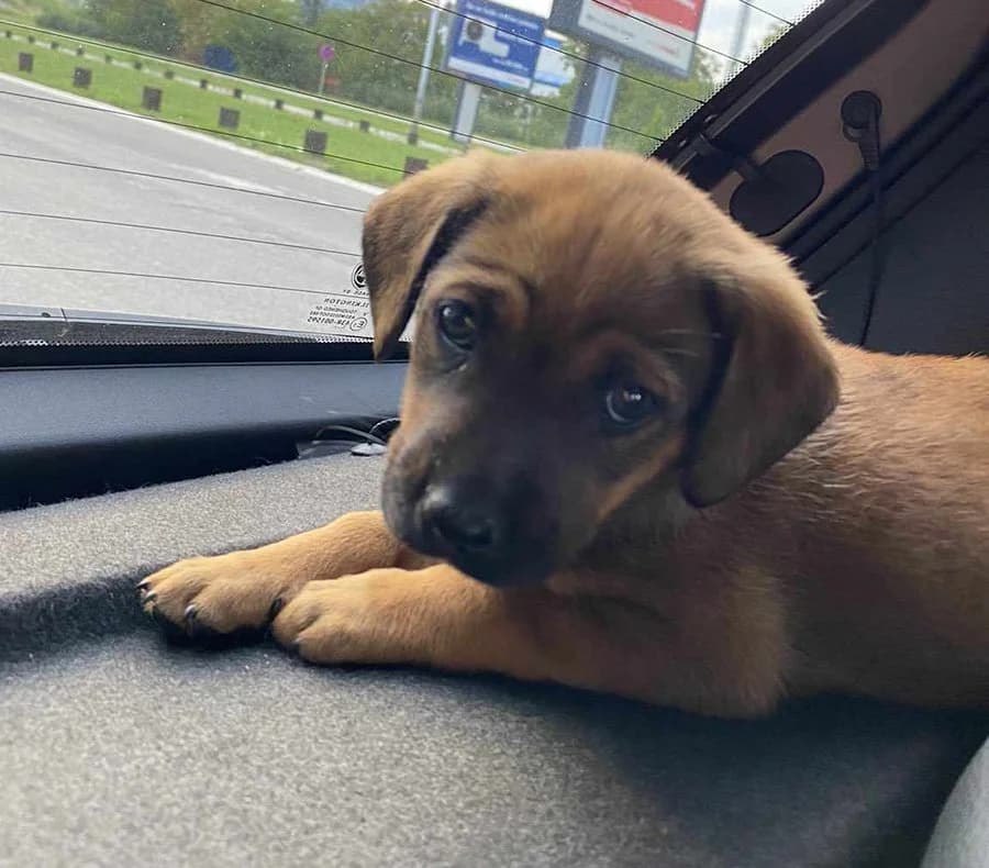 Žuta, Mixed Breed (Feniks)