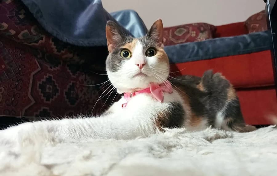 Iva, Mixed Breed (Feniks)