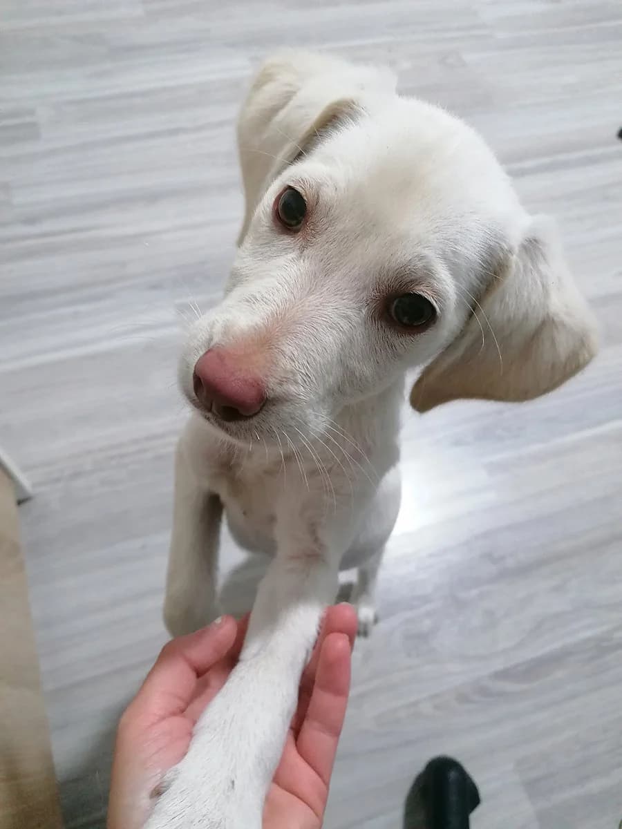 Kira, Nena i Bobi, Mixed Breed (Feniks)