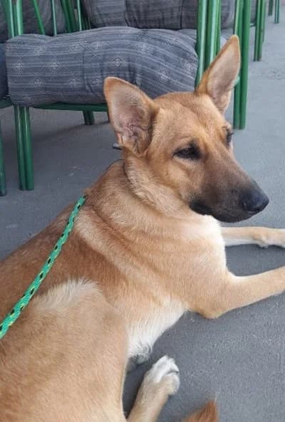 Bjanka, Mixed Breed (Feniks)