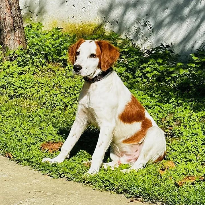 Laki, Mixed Breed (Feniks)