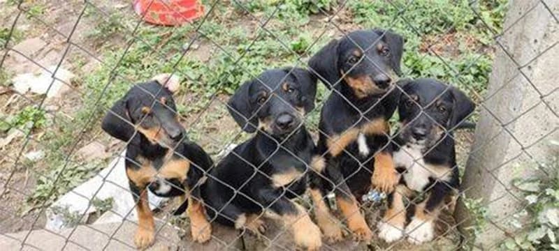 Štenci NLT, Mixed Breed (Feniks)
