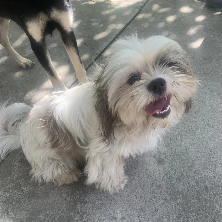 Fifi, Mixed Breed (Feniks)