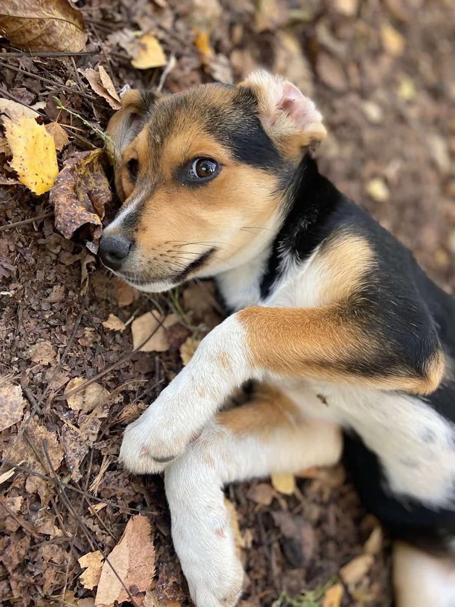 Mala, Mixed Breed (Feniks)