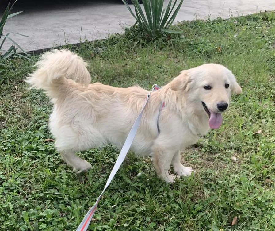 Oli, Mixed Breed (Feniks)