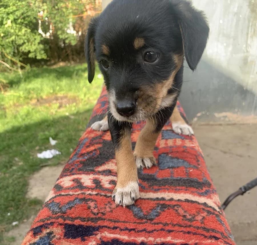 Biba, Mixed Breed (Feniks)