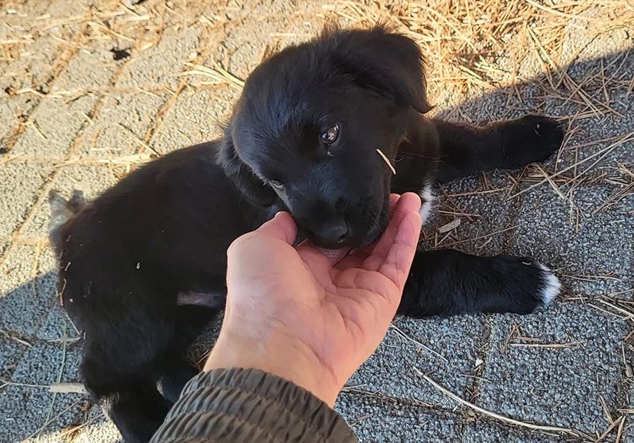 Mićko, Mixed Breed (Feniks)