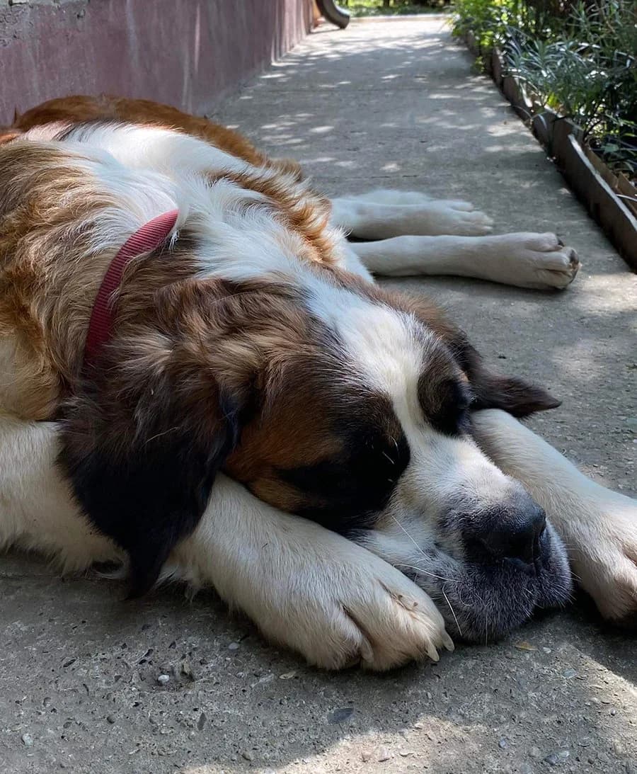 Berna, Mixed Breed (Feniks)