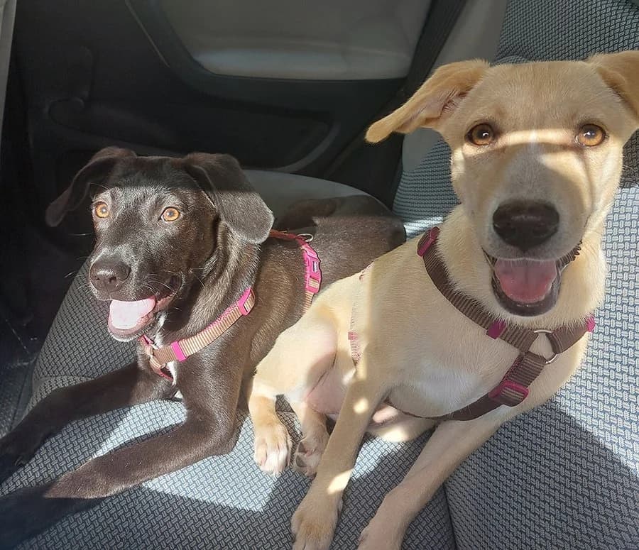 Mrvica i Kolačić, Mixed Breed (Feniks)