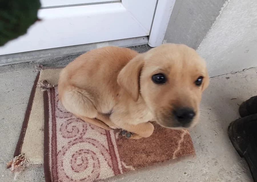 Lola, Mixed Breed (Feniks)