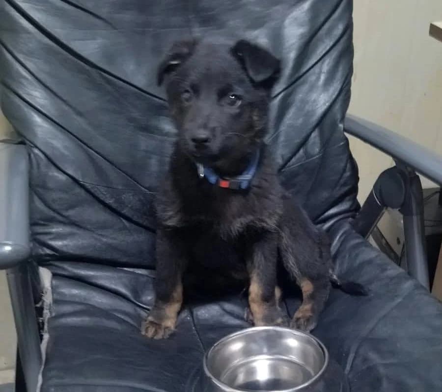 Daki, Mixed Breed (Feniks)