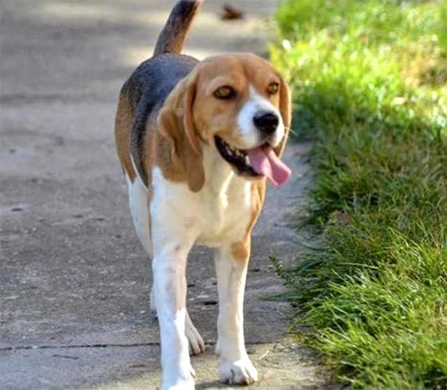 Dora, Mixed Breed (Feniks)