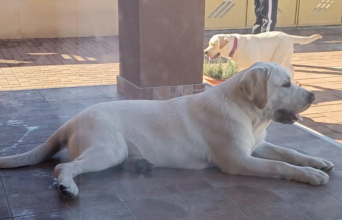 Seb, Mixed Breed (Feniks)