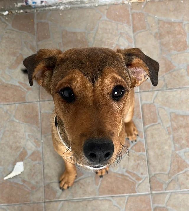 Sara, female Mixed Breed for adoption at Feniks, Belgrade