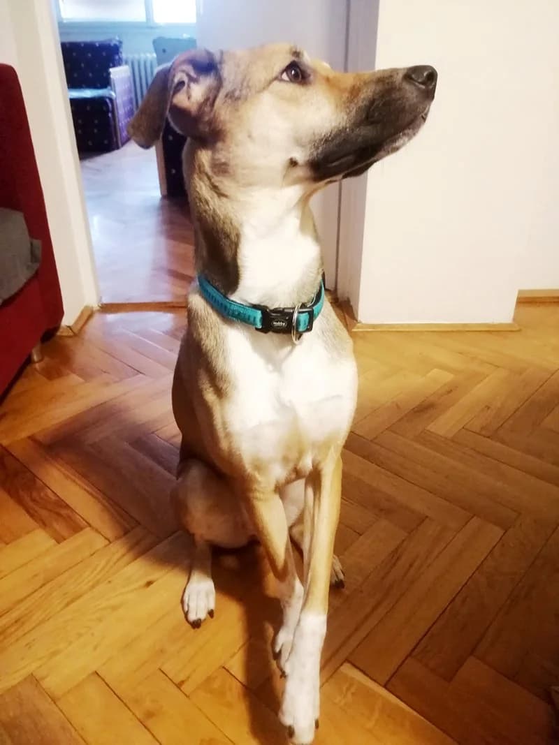Điđa, Mixed Breed (Feniks)