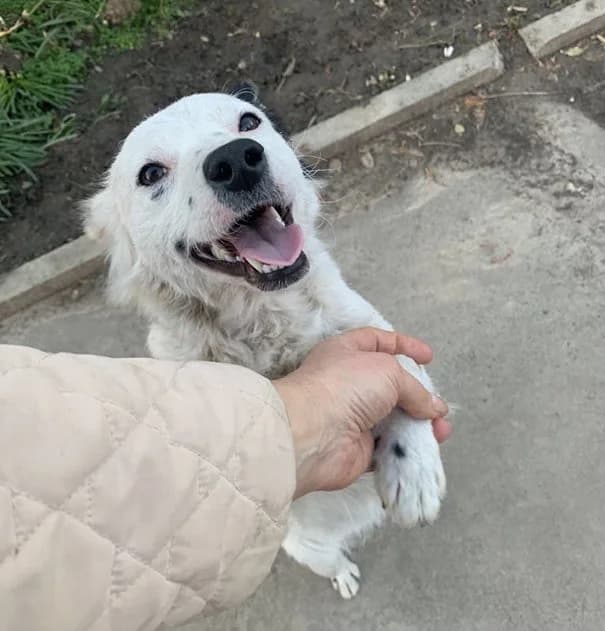 Bella, Mixed Breed (Feniks)