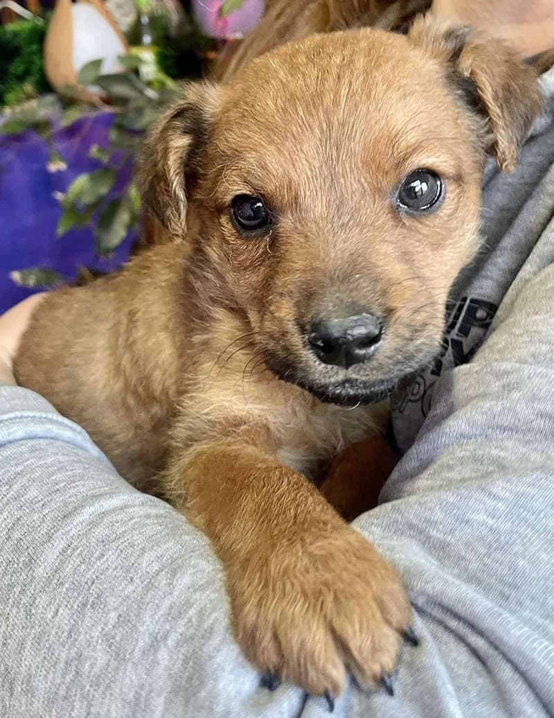 Prle, Mixed Breed (Feniks)