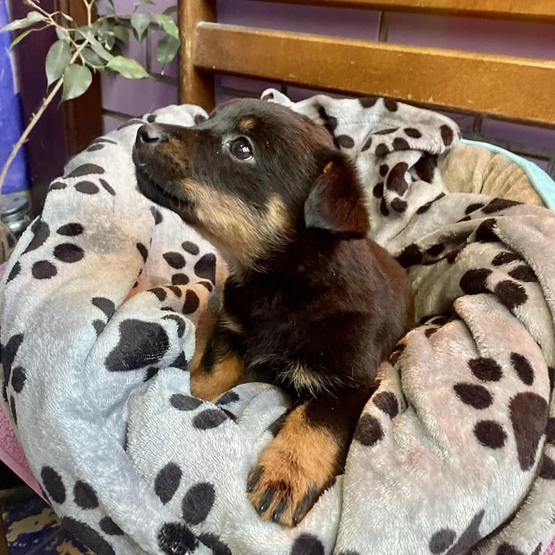 Bubica, Mixed Breed (Feniks)