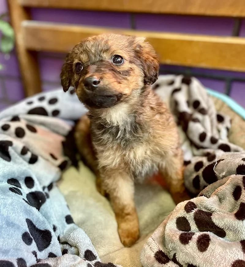 Leta, Mixed Breed (Feniks)