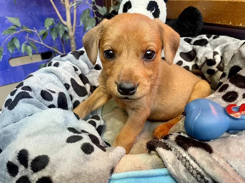 Mira, Mixed Breed (Feniks)