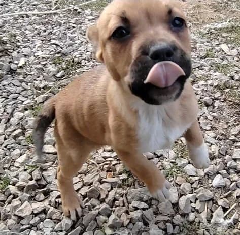 Rufi, Mixed Breed (Feniks)