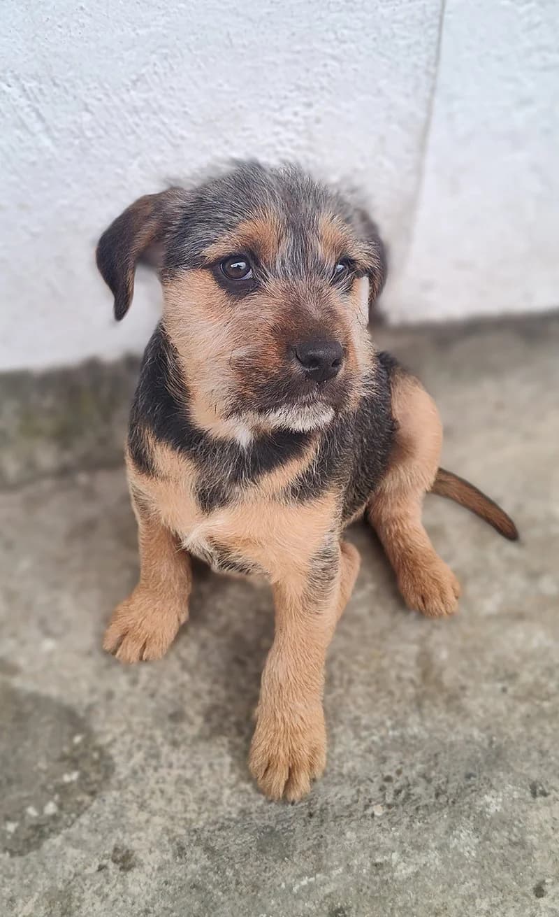 Tri brata, Mixed Breed (Feniks)