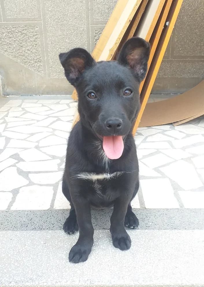 Marta, Mixed Breed (Feniks)