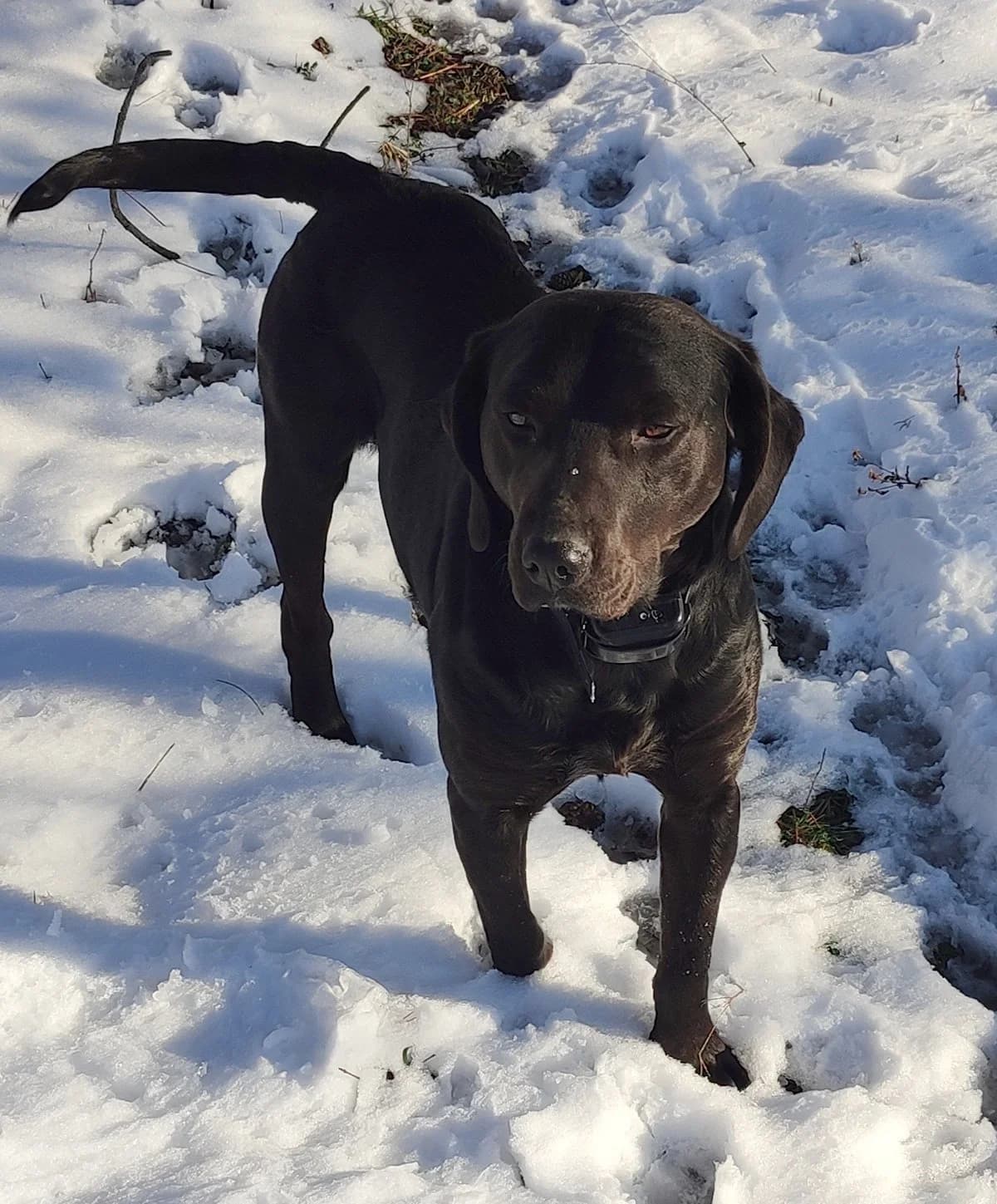 Arni, Mixed Breed (Feniks)