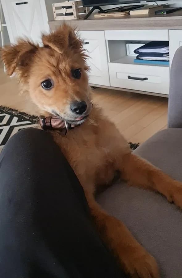 Baki, Mixed Breed (Feniks)