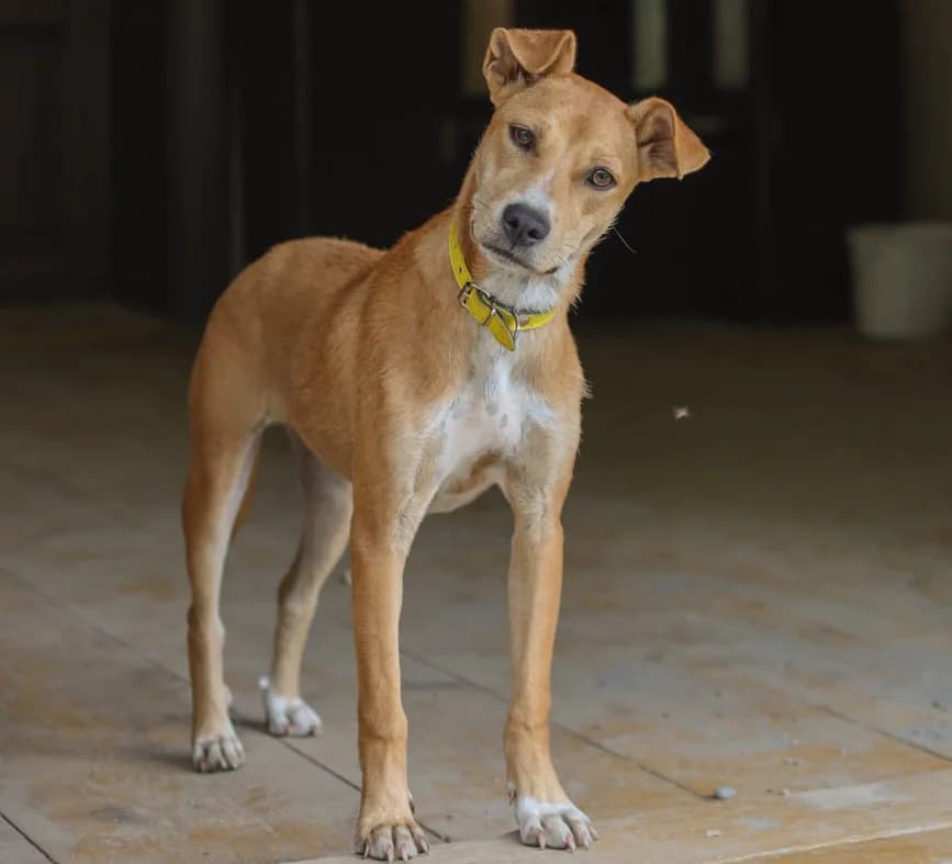Lajka, Mixed Breed (Feniks)