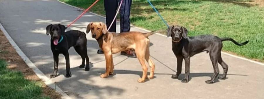 Fjodor, Nikolaj i Maksim, Mixed Breed (Feniks)