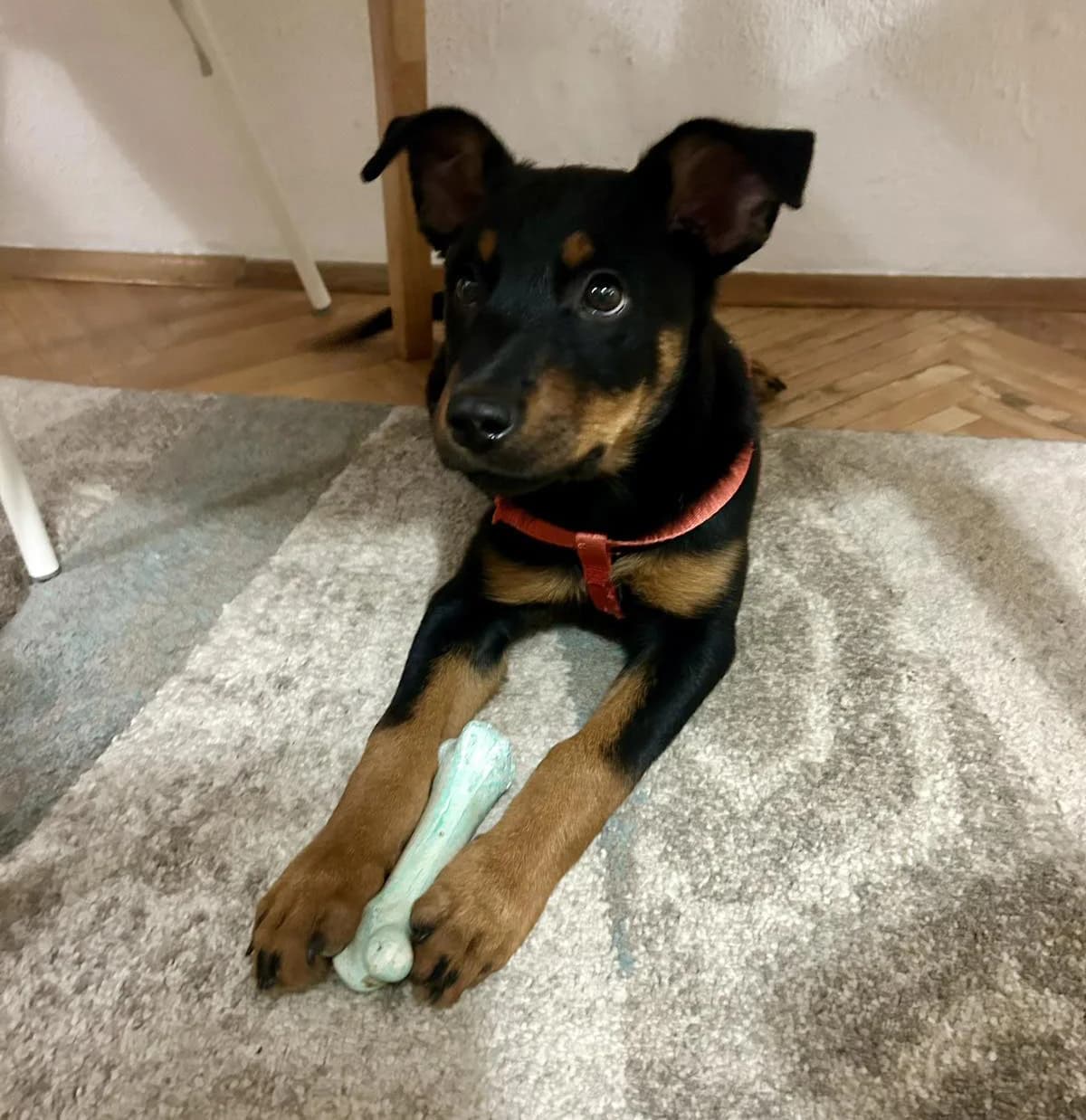 Mila, Mixed Breed (Feniks)