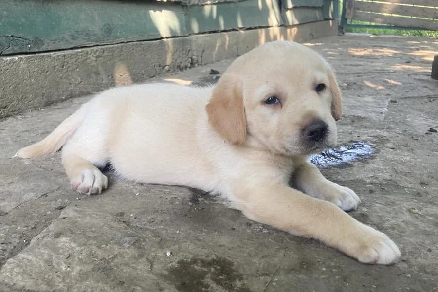 Maleni, Mixed Breed (Feniks)