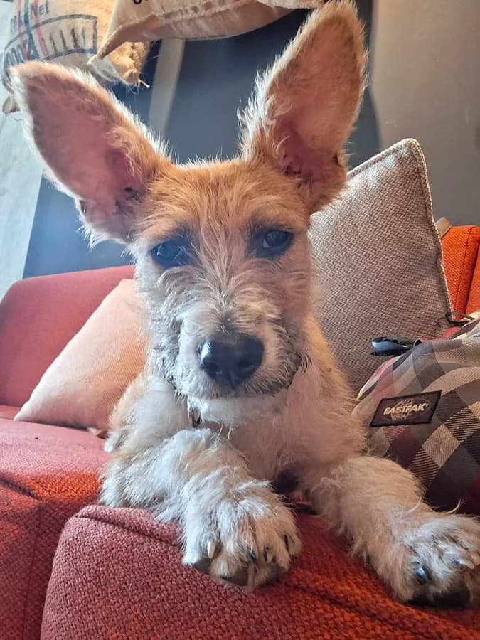 Brankica, Mixed Breed (Feniks)
